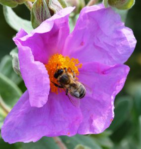 Ciste cotonneux abeille