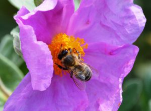 Ciste cotonneux abeille