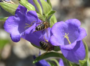 Campanule abeilles