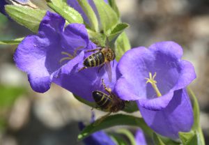 Campanule abeilles