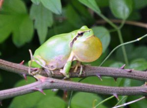 Grenouille