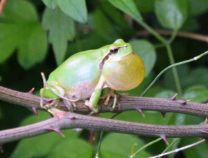 Grenouille