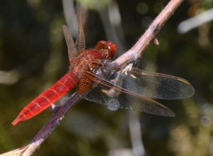 Libellule rouge