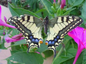 Machaon