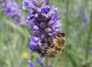 Abeille lavande