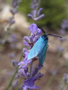 Procris turquoise