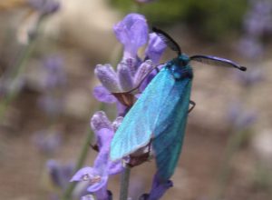 Procris turquoise