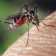 1200px-Aedes_albopictus_on_human_skin