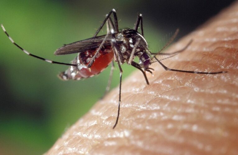 1200px-Aedes_albopictus_on_human_skin